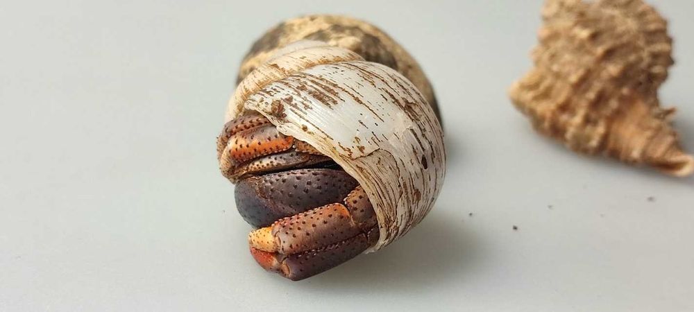 Coenobita clypeatus Krab pustelnik