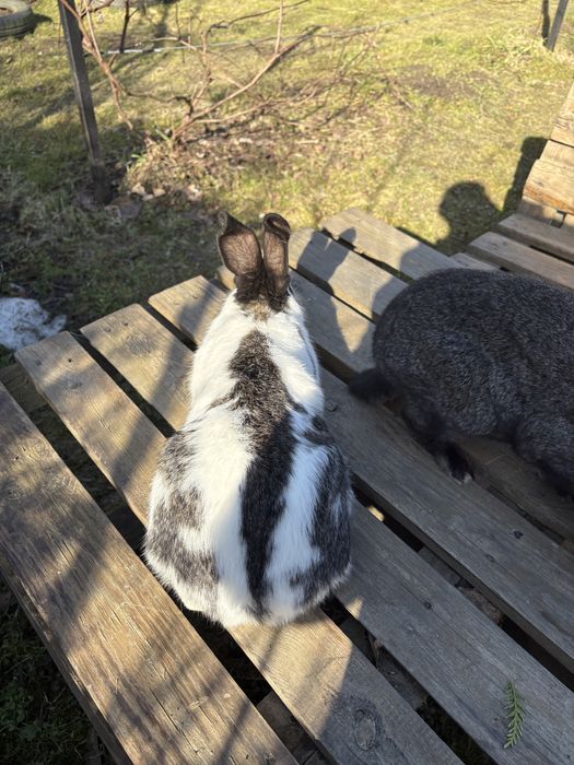 Продаються молоді самички та самчики