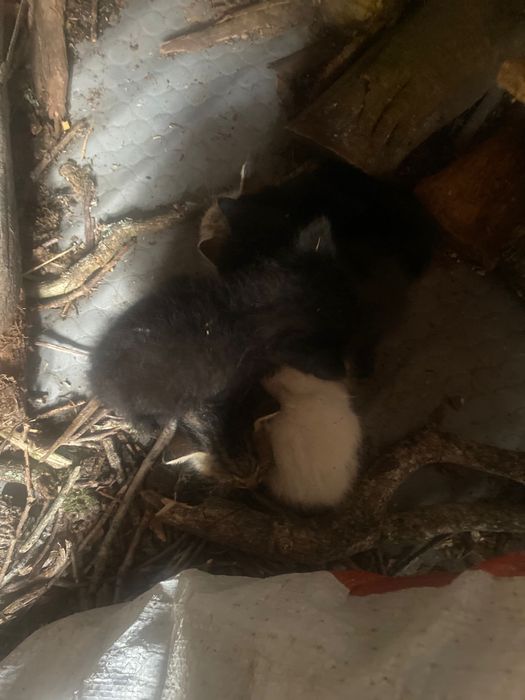 6 Gatos para adoção 2 meses