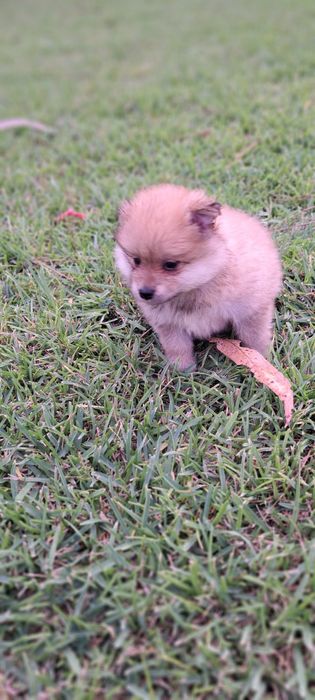 Spitz alemão lindo