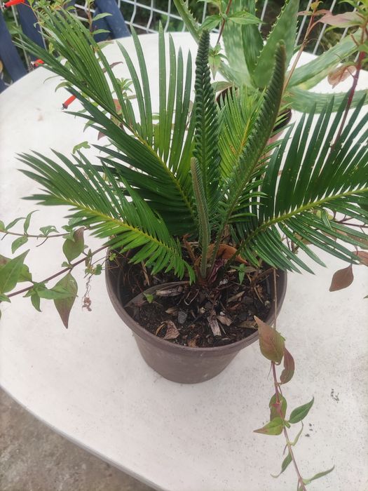 Cacto e sica pequena