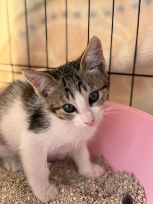 Gatos bebés para adoção responsável