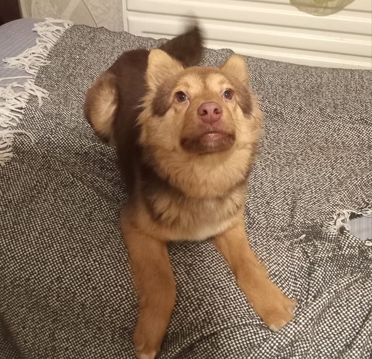 Віддам цуценя підлітка в добрі руки