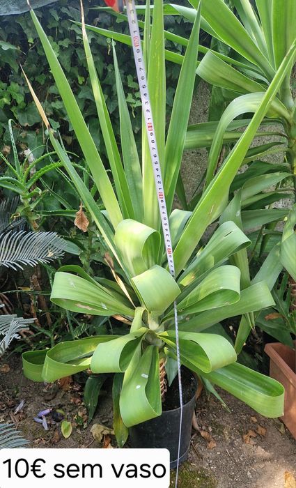 Yuccas de varios tamanhos