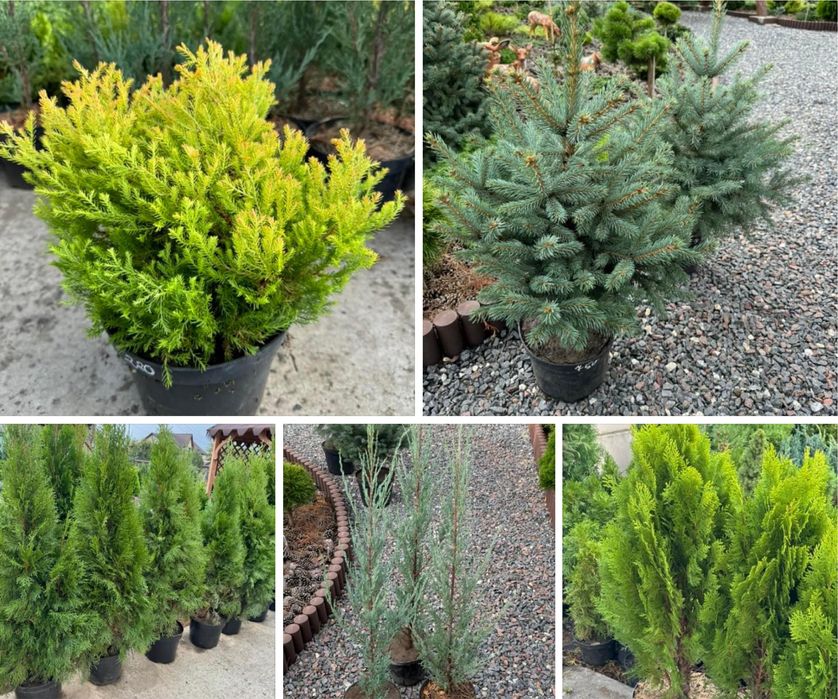 Туя, можжевельник, кипарисовик, ялинка.