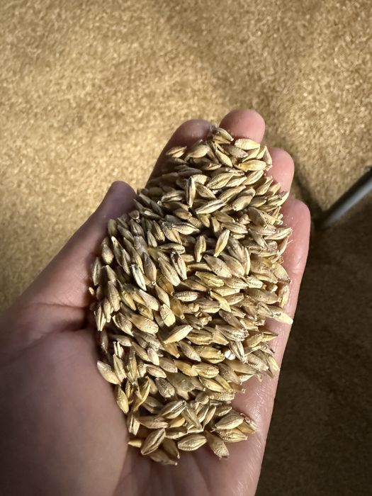 Jęczmień ziarno 100 kg