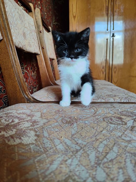 красунчики кошенята