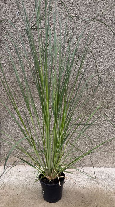 Trawa Pampasowa Biała , Różowa