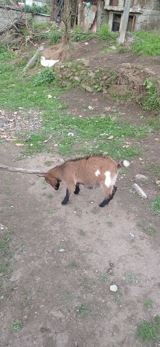 Cabitinha anas meigas