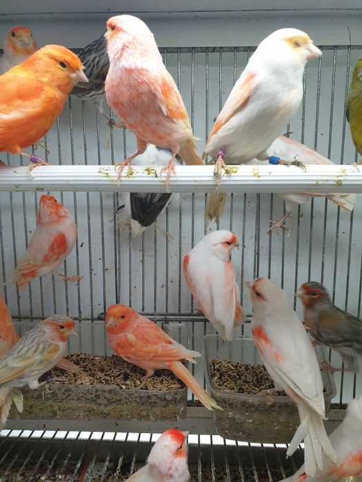 Canários lindíssimos