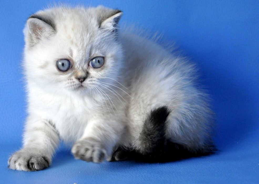 Екзотична дівчинка Чілі