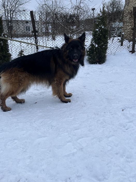 Німецька вівчарка для в'язки