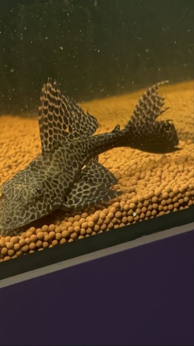 Vendo pleco leopardo