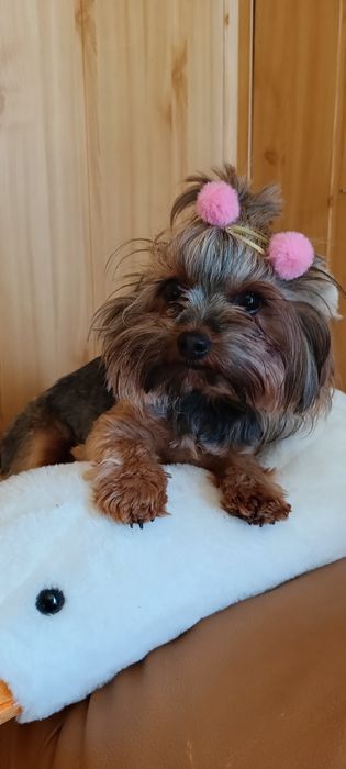 York shire terrier pieski