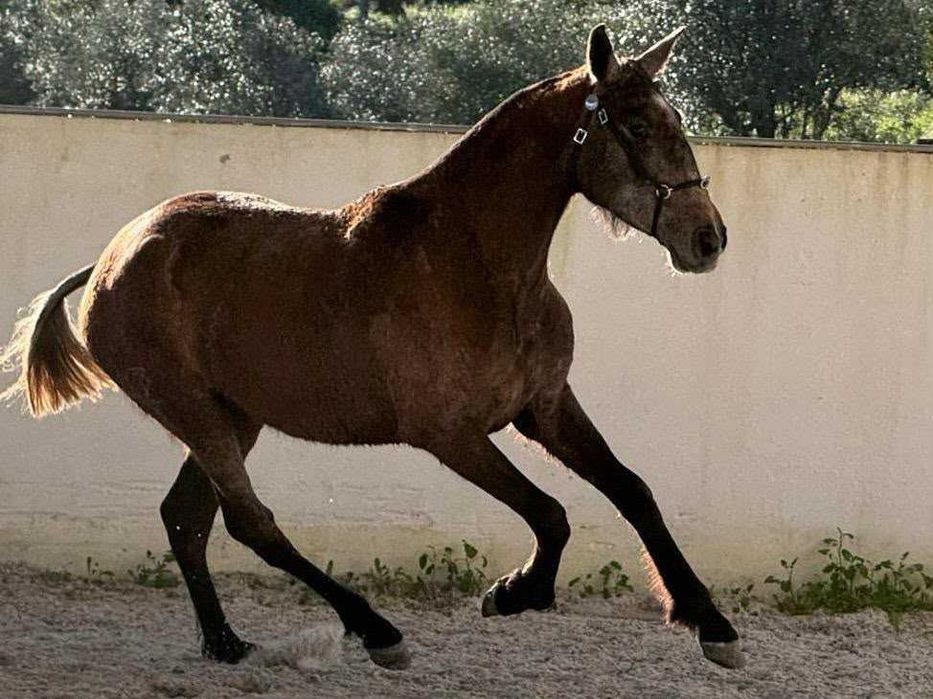 Poldra 3 anos Puro Sangue Lusitano filha de Cavalo Olímpico