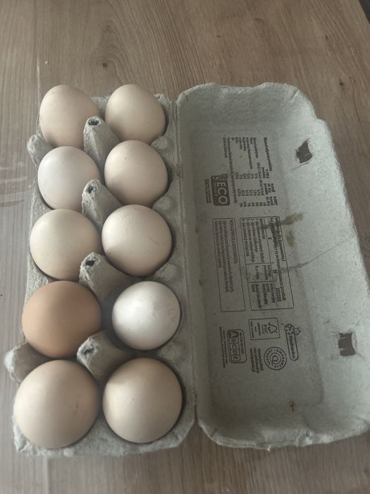 Jaja Wiejskie z wolnego  wybiegu