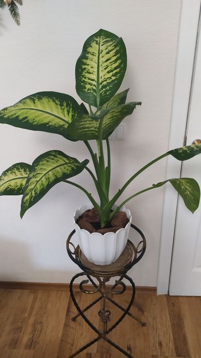 Королевская крупнолистовая диффенбахия