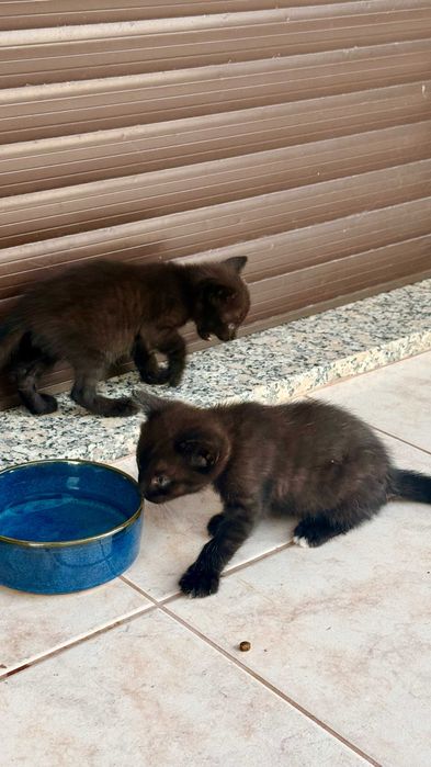 Gatinhos para adoção responsável – Braga / Vila Verde