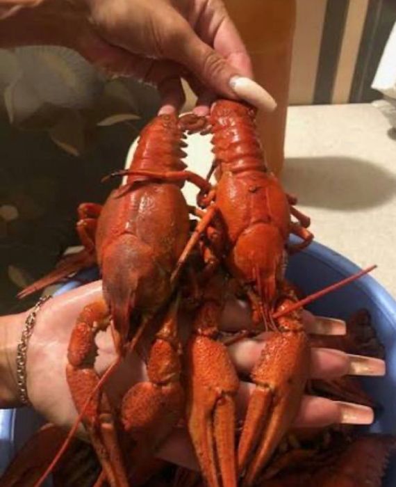 Продам живі раки та свіжі