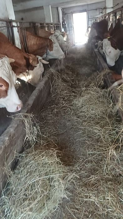 Krowy hodowlane  redukcja stada