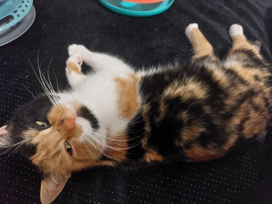 Mela koteczka do adopcji