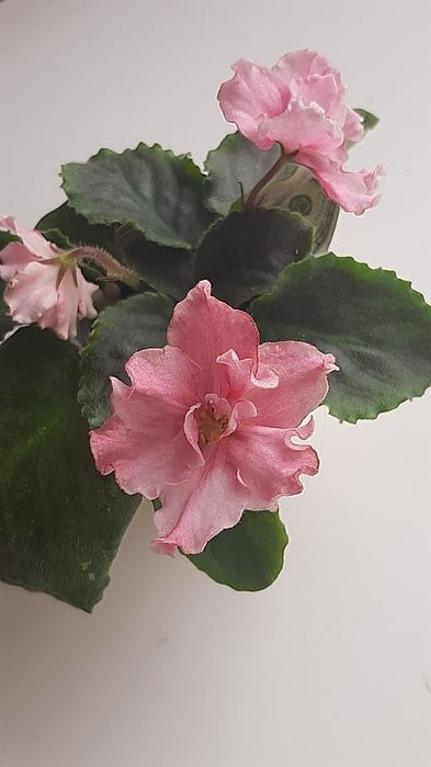 Сортовые фиалки, Взрослые растения и детки