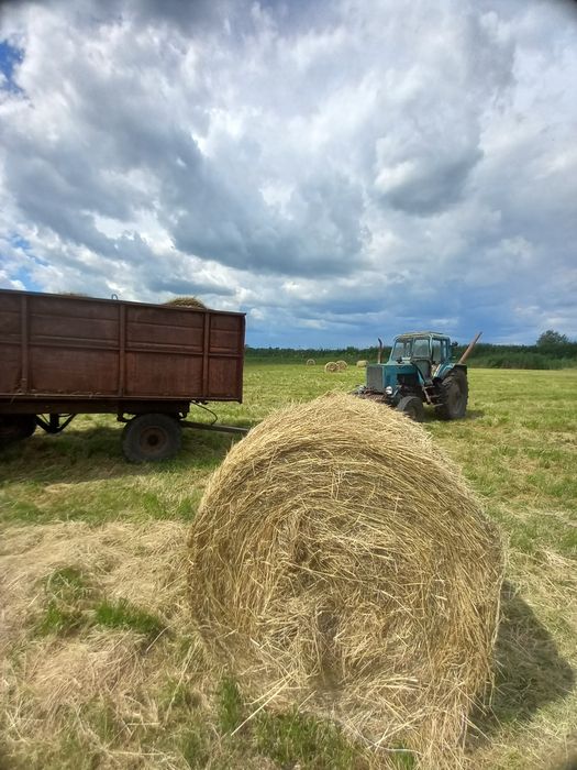 Продам сіно свіже в круглих тюках 2026г