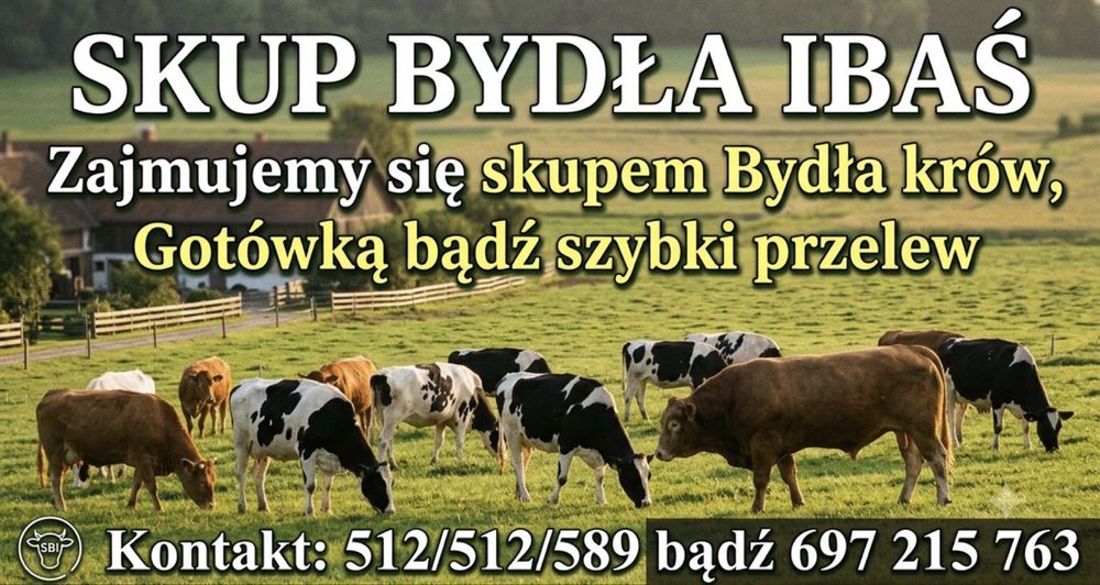 Byki na sprzrdanie krowy do dalszego chowu rowniez