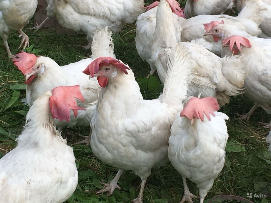 Продам кури несушки! Балта