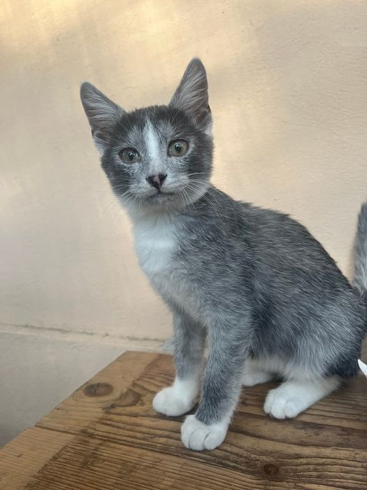 Idealny koci duet szuka domu