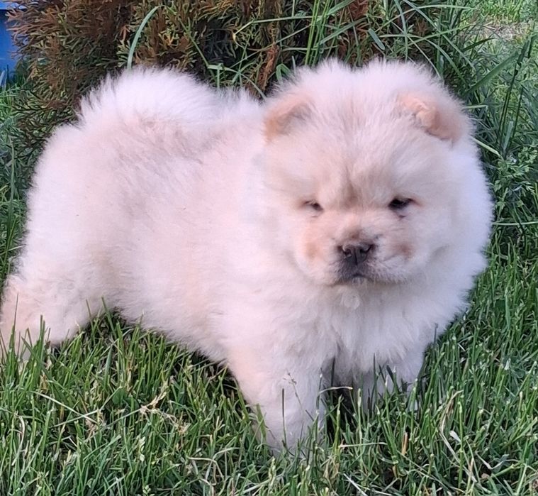 Chow chow  suczka