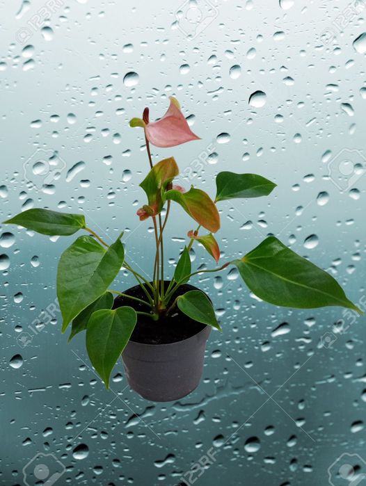 Квітка кімнатна Антуріум квітучий