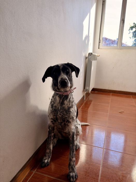 Doa-se Braco Alemão