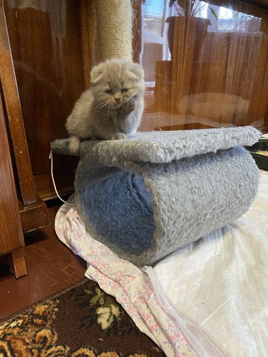 Продам шотландських кошенят