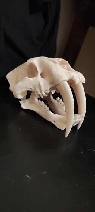 Czaszka smilodon kot szablasty wydruk 3d