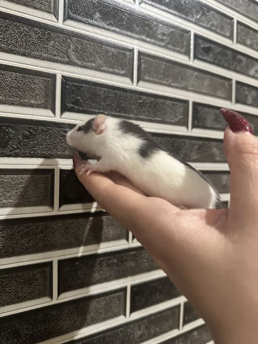 Щурики , пацючки ,криски маленькі