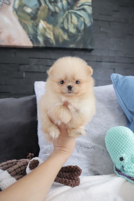 Lulu da Pomerânia.  500 gramas Super Mini.Ursinha Russa. Spitz anão. LOP e Afixo.