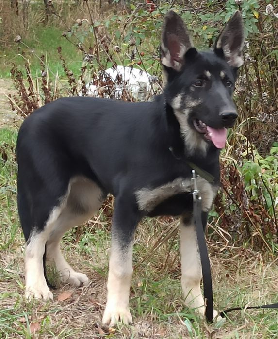 Цуценята Східно Європейської вівчарки.