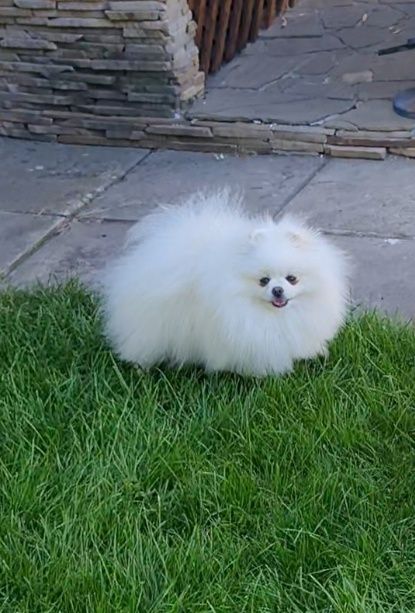 Шпіц померанський білий в'язка