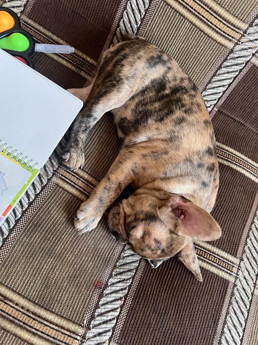 Французский бульдог