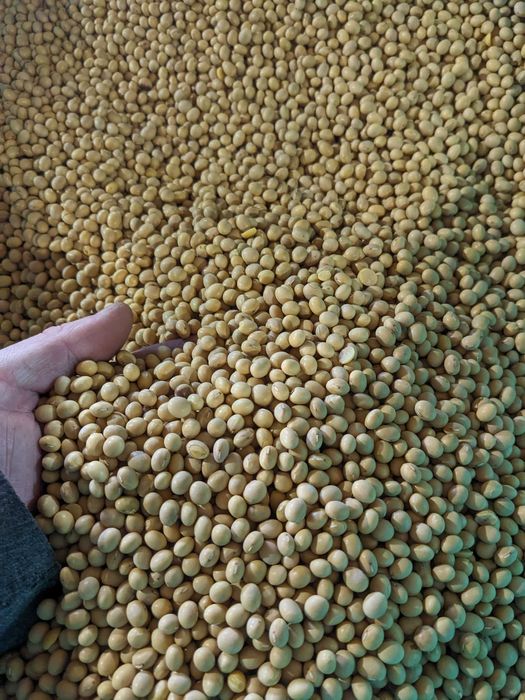 Продам насіння сої класичної сорту АПОЛЛІНА  ІІ репродукція