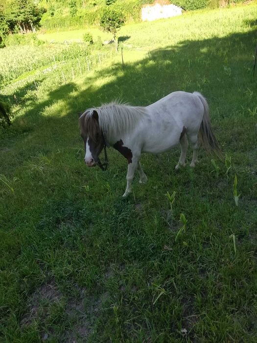 Ponei tipo shetland
