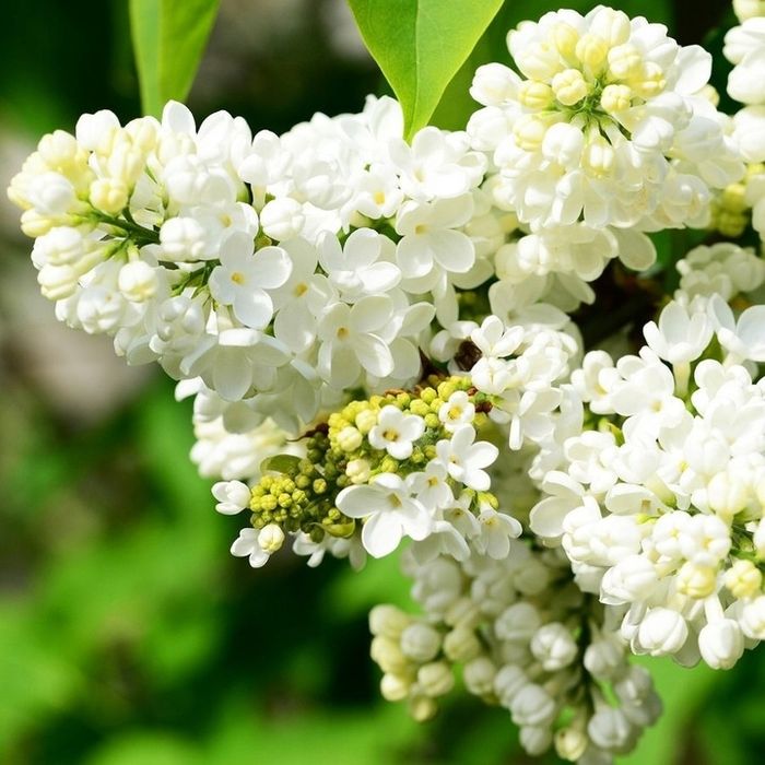 Sadzonki bzu białego 30-50 cm