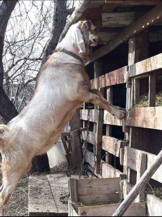 Продам кози, 100% А.Н. цапа.
