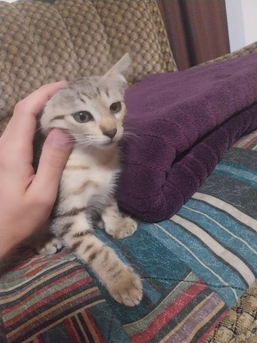 Gatinho para adopção 2 meses e meio