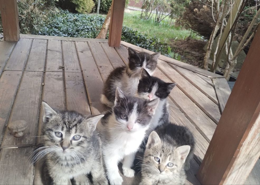 Oddam kotki w dobre ręce