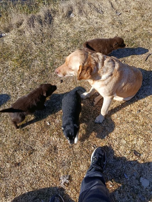 Безкоштовно,в добрі руки)