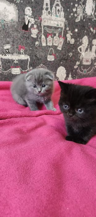 Шотландські кошенята