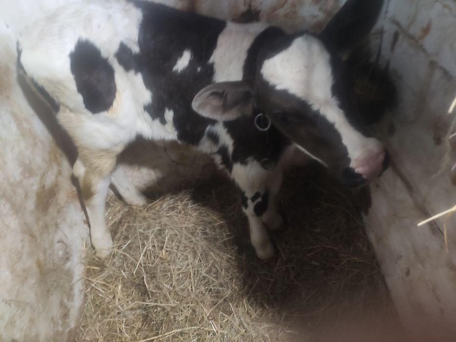 Продам молочне теля