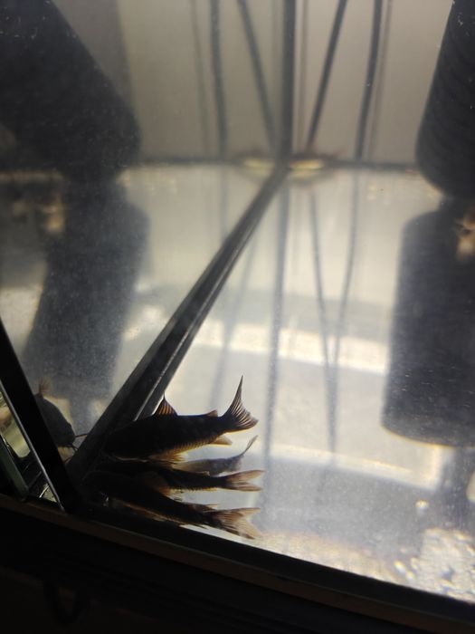 Kirys corydoras Black wenezuela